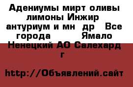 Адениумы,мирт,оливы,лимоны,Инжир, антуриум и мн .др - Все города  »    . Ямало-Ненецкий АО,Салехард г.